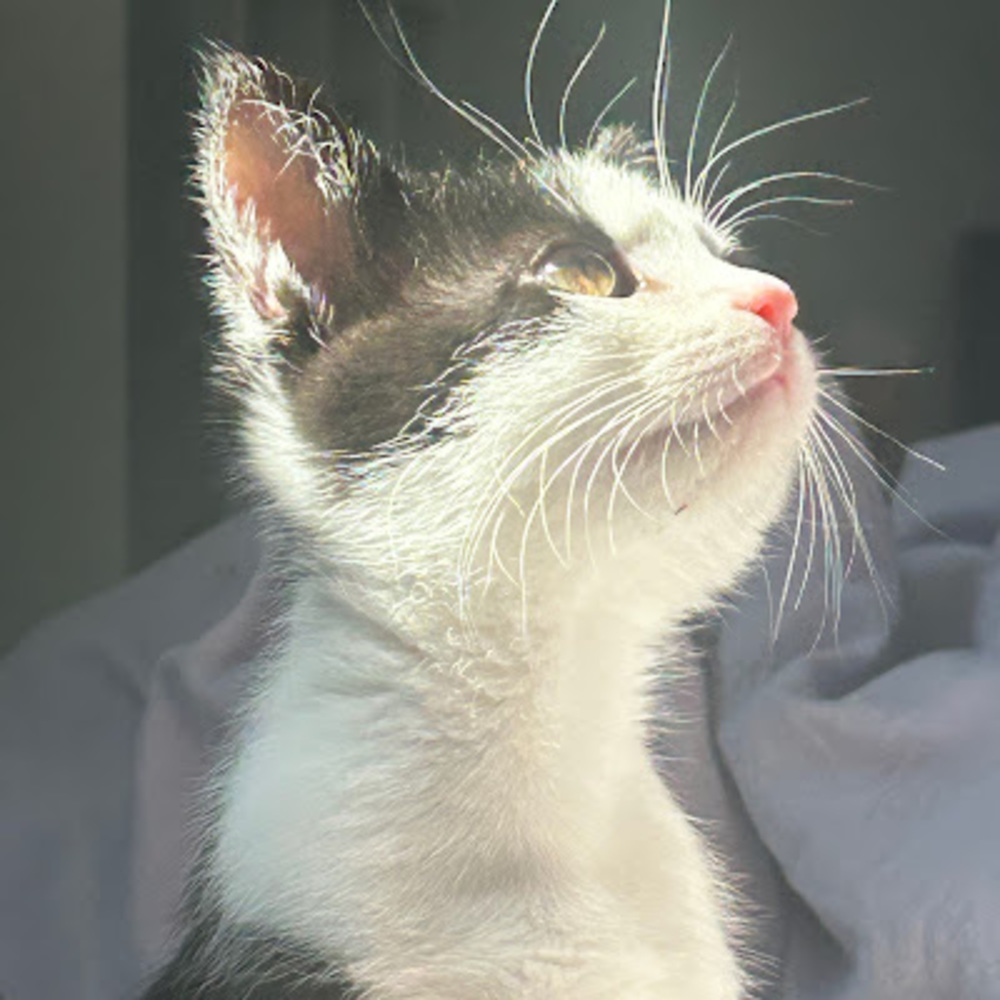 Meet your Posher, Lily